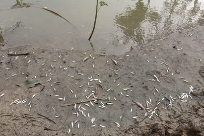 মরে গেছে পুকুরের মাছ মরে গেছে পুকুরের মাছ