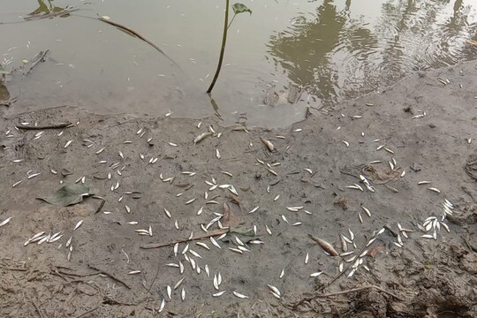 মরে গেছে পুকুরের মাছ