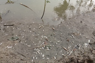 মরে গেছে পুকুরের মাছ মরে গেছে পুকুরের মাছ