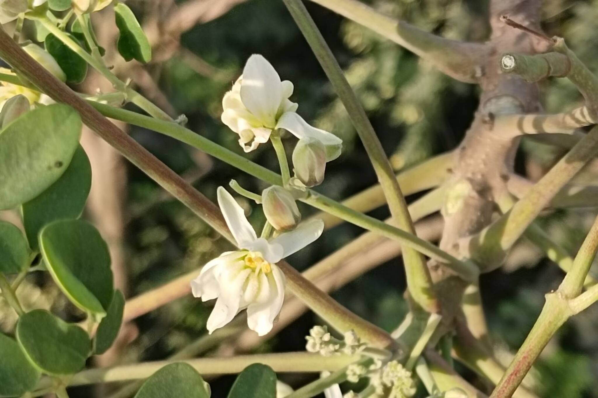 শুধু ডাঁটা নয়,এই বসন্তে পক্স থেকে বাঁচতে অবশ্যই পাতে রাখুন এই ফুল