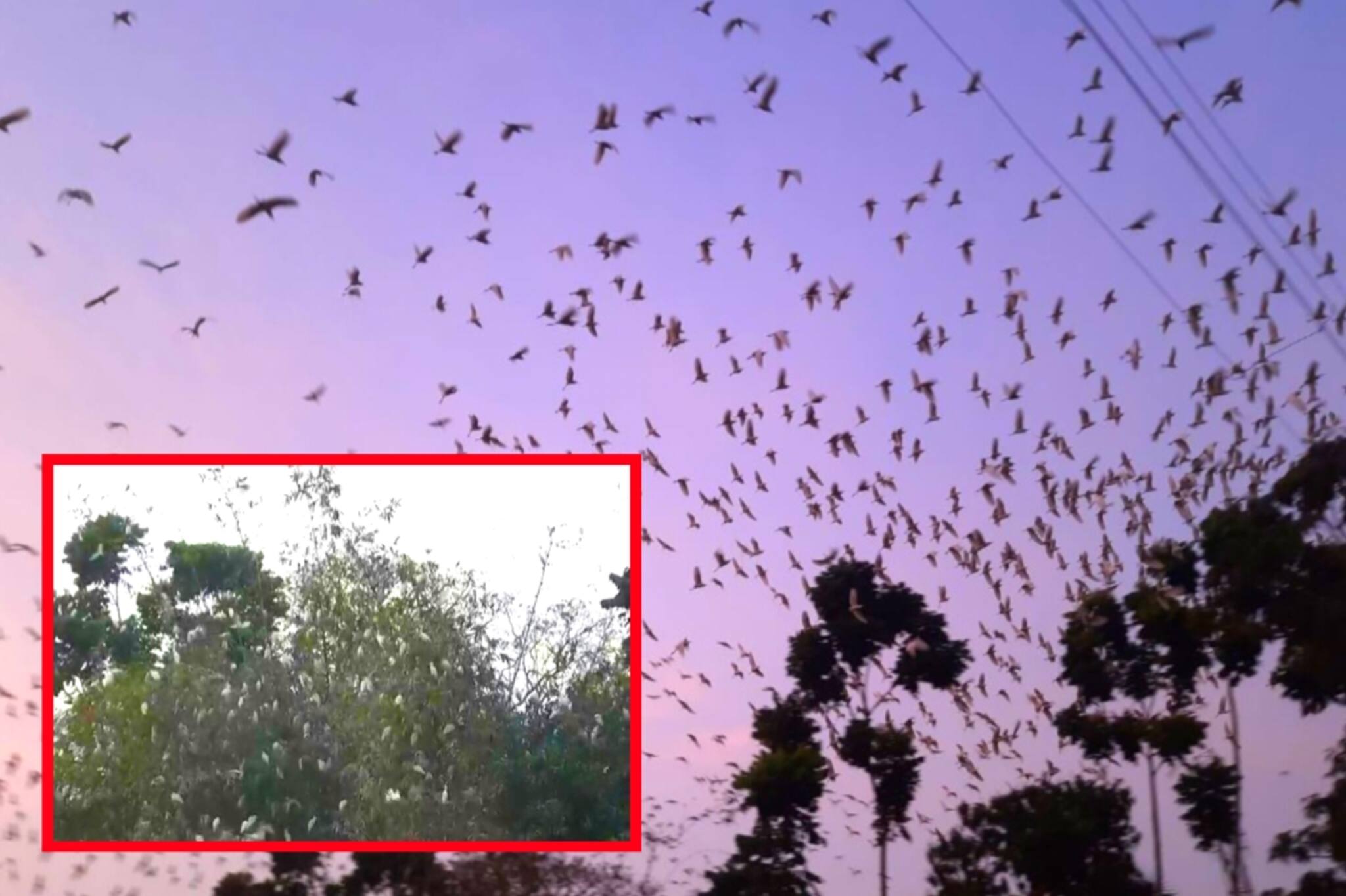 ওরা গ্রামের অ্যালার্ম ঘড়ি!