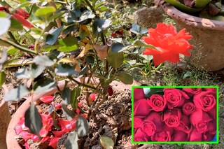 টব সহ গোলাপ গাছ টব সহ গোলাপ গাছ