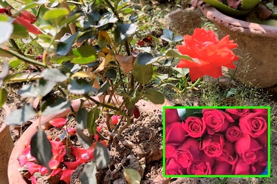 টব সহ গোলাপ গাছ টব সহ গোলাপ গাছ