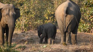 বাঁকুড়া জঙ্গলে জন্ম নিল দুটি হস্তিশাবক। দর্শনই মিলছে না তাদের