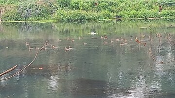 পরি‌যায়ী