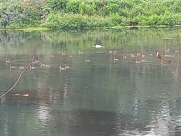 পরি‌যায়ী