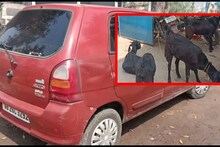 কাণ্ড দেখে মাথায় হাত! বিনা বাধায় গাড়িতে ঘুরছে ছাগল চুরিতে অভিযুক্তরা