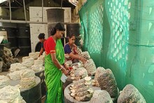 রোজ গড় আয় ৫০০-৬০০ টাকা! মাশরুম চাষে লাভের মুখ দেখছেন গৃহবধূরা 