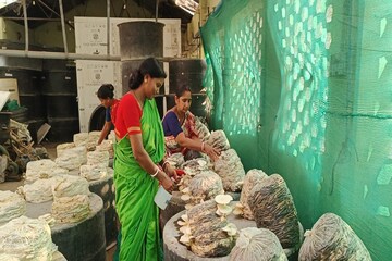 মাশরুম