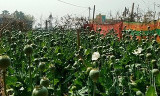 গোঘাটের মাঠে পোস্ত গাছ