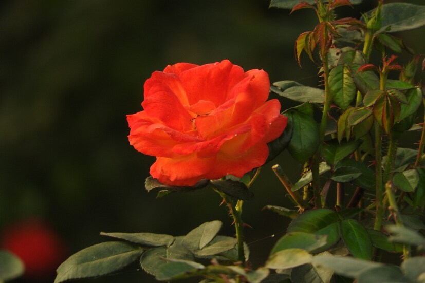 কমলা গোলাপ: কারও জন্য তীব্র আবেগের বহিঃপ্রকাশ বোঝাতে কমলা গোলাপ দেওয়া হয়। রোজ ডে-তে তাই প্রিয়জনের হাতে তুলে দেওয়া যায় কমলা গোলাপও। বুঝিয়ে দেওয়া যায় তাঁকে নিয়ে হৃদয় কতটা আবেগপ্রবণ।