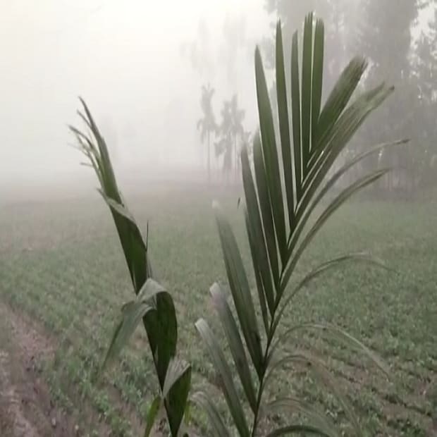 ঘন কুয়াশা ঢেকে রেখেছে গোটা এলাকা। পারদ বাড়লেও ঘন কুয়াশা কমছে না শহর জলপাইগুড়ি থেকে। নিত্যদিনের যাত্রী সংখ্যাও একটু থমকে গিয়েছে এই কুয়াশার কারণে। সেই মাঘে মাসে প্রথম দিকের ঠান্ডা অনুভূত হচ্ছে।