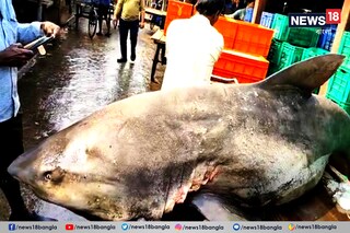 দিঘার মোহনায় বিশালাকার হাঙর