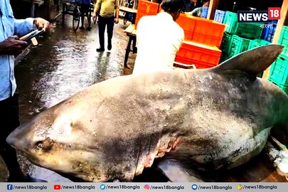দিঘার মোহনায় বিশালাকার হাঙর