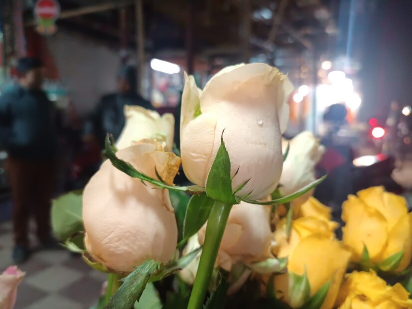 সাদা গোলাপ: সাদা রঙের গোলাপ সরলতার প্রতীক। সাধারণত বিয়ের অনুষ্ঠানে এই রঙের গোলাপ উপহার দেওয়া হয়। রোজ ডে-তে সাদা গোলাপ দিয়ে বুঝিয়ে দেওয়া যায়, সম্পর্কের পরিণতি দিতে মন ইচ্ছুক।