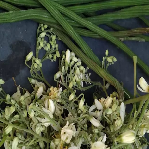 যে কারণে আমেরিকায় সজনে ফুলকে 'ইন্ডিয়ান ভায়াগ্রা'-ও বলা হয়। যে সব ছেলেদের মধ্যে যৌন ইচ্ছা সেভাবে জাগে না তাঁদের নিয়মিত সজনে ফুল খাওয়ার পরামর্শ দেন চিকিৎসকরা। তবে এমনটা ভাববেন না যে সজনে ফুলের বড়া গরম ভাতে মেখে খেলেই কাজ হবে। খেতে হবে নিয়ম মেনে। 