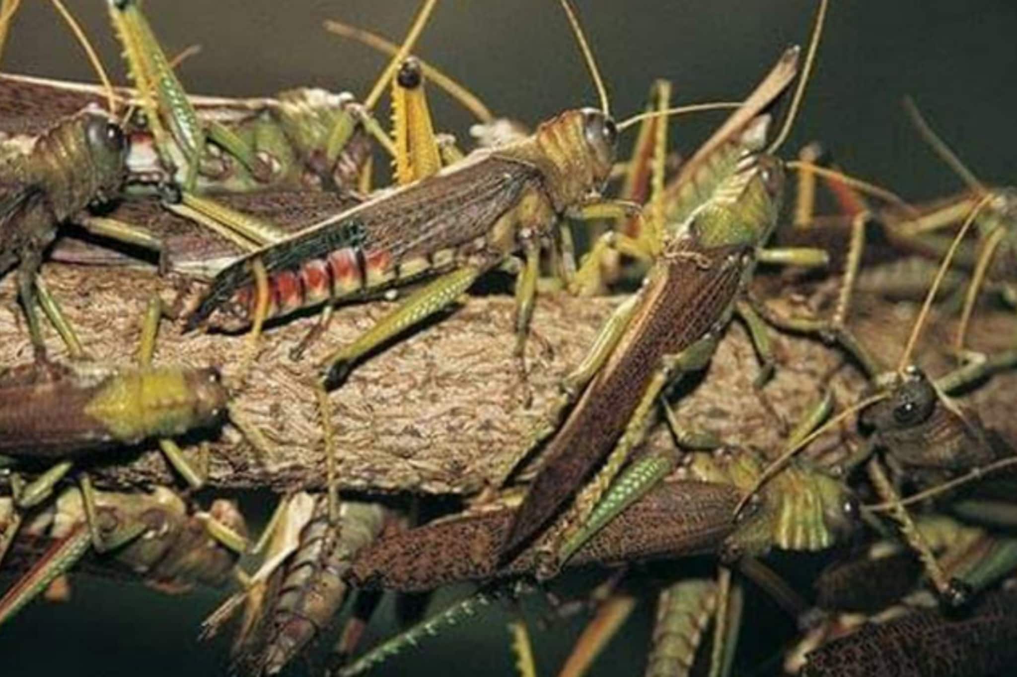 ঝিঁঝিঁ পোকা রাতে ডাকে কেন, এর পেছনে লুকিয়ে রয়েছে অনেক 'রহস্য'