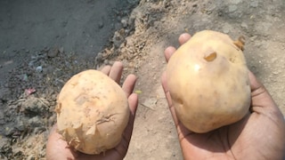 বাজার ছেয়ে গেছে নকল আলুতে ! চন্দ্রমুখীর দামে বাজারে বিক্রি হচ্ছে ‘হেমাঙ্গিনী’ বা ‘হেমালিনী’ আলু।