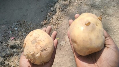 বাজার ছেয়ে গেছে নকল আলুতে ! চন্দ্রমুখীর দামে বাজারে বিক্রি হচ্ছে ‘হেমাঙ্গিনী’ বা ‘হেমালিনী’ আলু। বাজার ছেয়ে গেছে নকল আলুতে ! চন্দ্রমুখীর দামে বাজারে বিক্রি হচ্ছে ‘হেমাঙ্গিনী’ বা ‘হেমালিনী’ আলু।