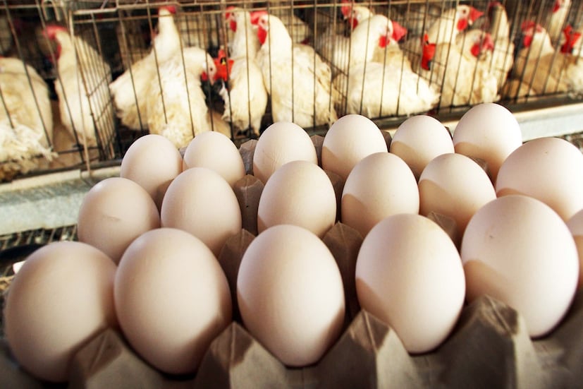 Egg Interesting Facts: সালমোনেলা ব্যাকটেরিয়া ডিমের কুসুম এবং ডিমের খোসাকে সংক্রমিত করতে পারে। আক্রান্ত ডিম খেলে বমি, ডায়রিয়া, জ্বর, মাথাব্যথা হতে পারে, তাই ডিম সঠিকভাবে সংরক্ষণ করা অত্যন্ত জরুরি।