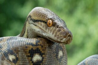 রাগের মাথায় অজগরকে কামড় দিল স্বামী