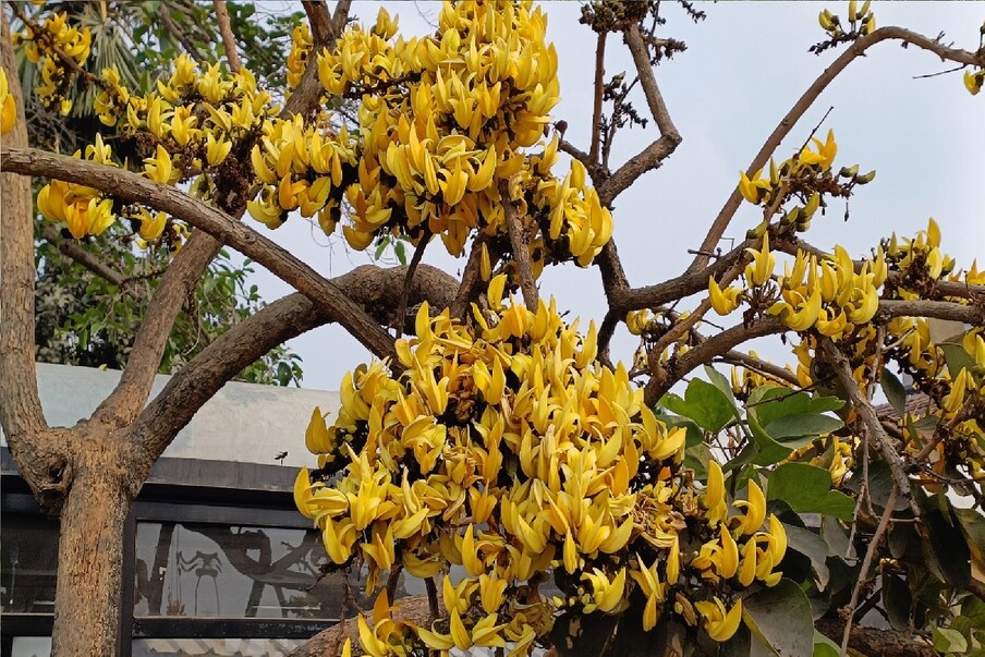  *ক্যালেন্ডারের পাতায় ফেব্রুয়ারি মাস। প্রকৃতি সেজে উঠেছে পলাশে-কিংশুকে। কিন্তু আবহাওয়া যেন জানান দিচ্ছে বসন্তকাল নয় এটা গ্রীষ্মকাল। প্রতিবেদনঃ সৈকত শী। ফাইল ছবি। 