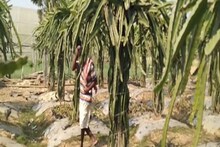 ড্রাগন ফ্রুট চাষে বিকল্প আয়ের দিশা পিংলার যুবকের