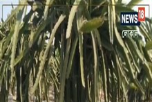 West Midnapore News: ড্রাগন ফ্রুট চাষে বিকল্প আয়ের দিশা পিংলার যুবকের