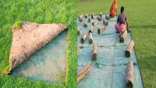 মেক্সিকান- সিলেকশান ঘাস 