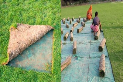 মেক্সিকান- সিলেকশান ঘাস 