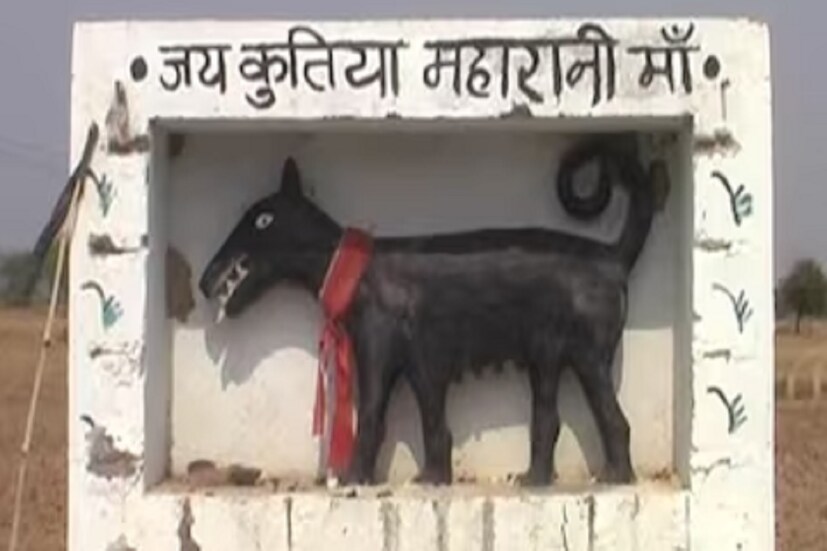 সারা দুনিয়ায় এমন কিছু বিষয় রয়েছে, যা মনে বিস্ময় জাগায়। আর আমাদের দেশও তো তার ব্যতিক্রম নয়। কারণ ভারত তো বৈচিত্র্যপূর্ণ দেশ। আসলে আমাদের দেশে বিভিন্ন সাংস্কৃতিক এবং ধর্মীয় ঐতিহ্যের মহামিলন ঘটেছে। আর এই দেশে রয়েছে নানা ধর্মের উপাসনালয়। যেখানকার আচার-নিয়মরীতি সবই আলাদা। কোথাও গাছগাছালির পুজো করা হয় তো, কোথাও বা পশুরাই ঈশ্বর জ্ঞানে পূজিত হয়ে থাকেন। 