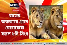 গ্রামের রাস্তায় দলে দলে ঘুরছে সিংহ! হাড় হিম করা ঘটনা, ভয়ের ভাইরাল ভিডিও