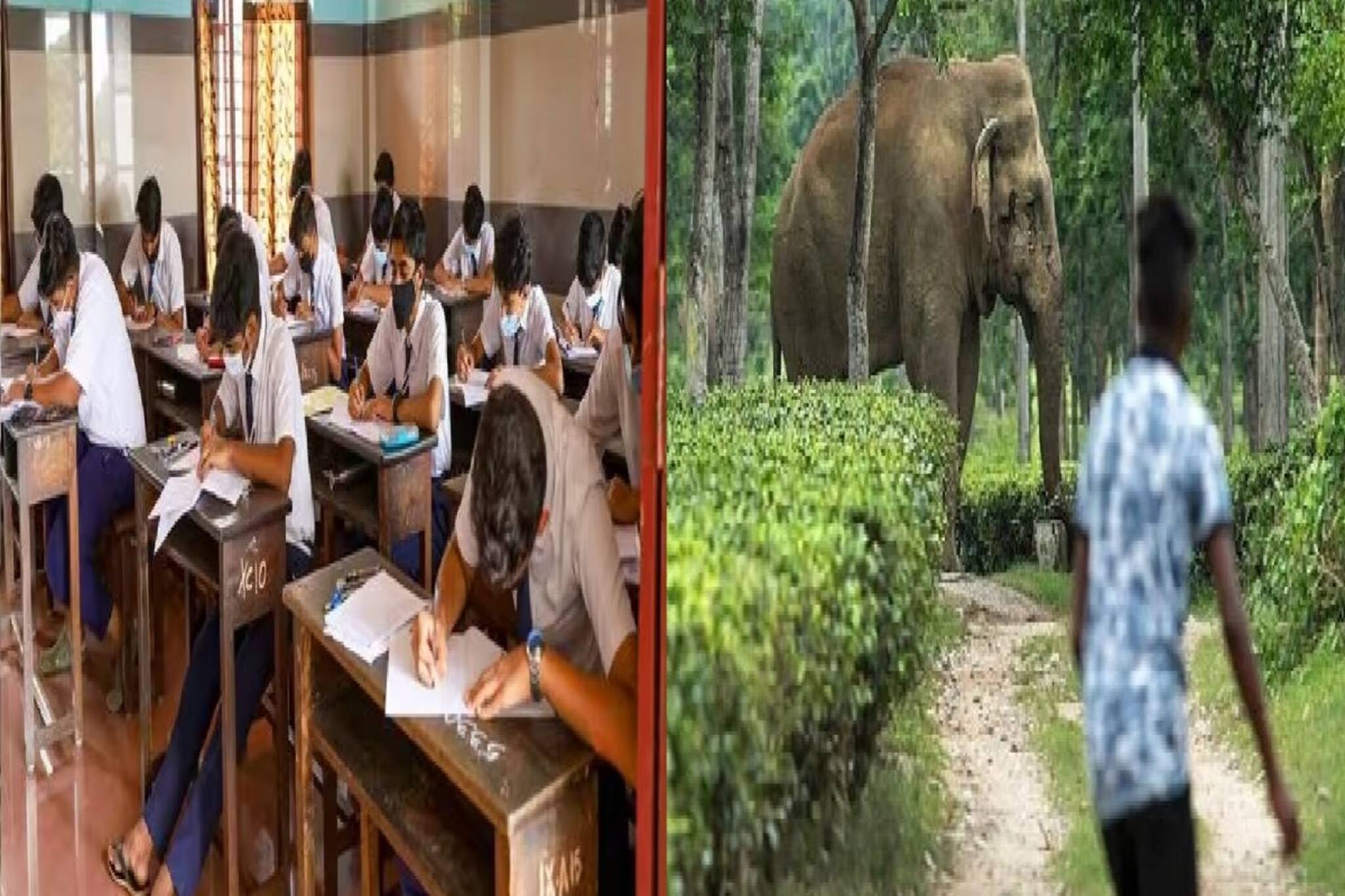 হাতির হানায় মাধ্যমিক পরীক্ষার্থীর মৃত্যু, বুদ্ধির ঝাঁপি খুলল বনকর্তারা, কী সমাধ