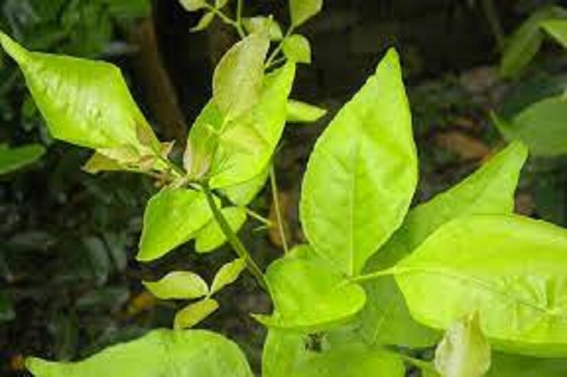 খুব তাড়াতাড়ি এর পার্থক্য প্রত্যক্ষ করতে পারবেন ৷ এতে সংসার আরও সুখের হবে, শারীরিক ও মানসিক স্বাস্থ্য আগের থেকে আরও ভাল থাকবে ৷ প্রতীকী ছবি ৷