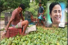 এবার বিদেশে যাবে মালদহের আম, মুখ্যমন্ত্রীর আশ্বাস-ইঙ্গিতে নতুন আশা জেলাবাসীর