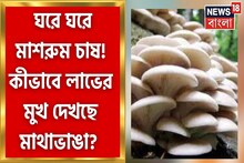 মাশরুম চাষে নয়া দিগন্ত খুলে দিয়েছে কোচবিহারের মাথাভাঙা, দেখুন