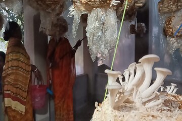 মাশরুম