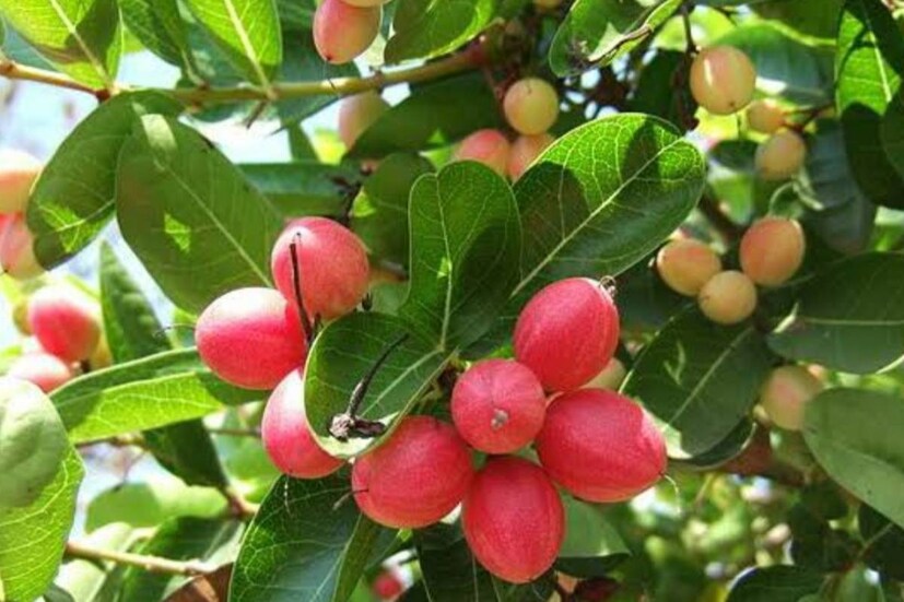 এখনকার শহুরে বাচ্চারা কার্যত নামই শোনেনি করমচার৷ সাদা লালচে গোলাপি আভার এই টকফলের স্বাদ ভুলতে বসেছেন বড়রাও৷ টকফলটি শুধু রয়ে গিয়েছে আটপৌরে কবিতায়-‘লেবুপাতায় করমচা, যা বৃষ্টি ধরে যা’৷ বাড়িতে করমচার ঝাঁকড়া গাছও এখন বিরল৷ 
