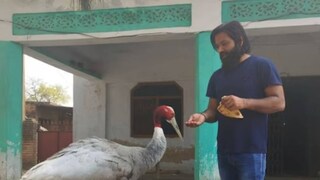 গত বছর অগাস্ট থেকে জমে উঠেছে আরিফ এবং সারসের অনাবিল বন্ধুত্ব