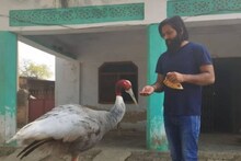 মনে করায় সত্যজিতের 'বৃহচ্চঞ্চু'কে, যুবকের ছায়াসঙ্গী সারস, রয়েছে আত্মীয় হয়েই