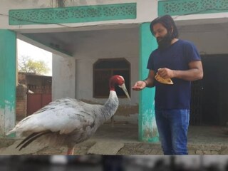 গত বছর অগাস্ট থেকে জমে উঠেছে আরিফ এবং সারসের অনাবিল বন্ধুত্ব