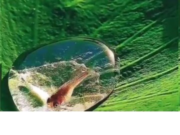 প্রকৃতির সৃষ্টির কাছে নতজানু আরও একবার, মানুষ