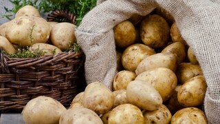 ফলন মার খাবে বলে আশঙ্কা করছেন তাঁরা। ফলন মার খাবে বলে আশঙ্কা করছেন তাঁরা।