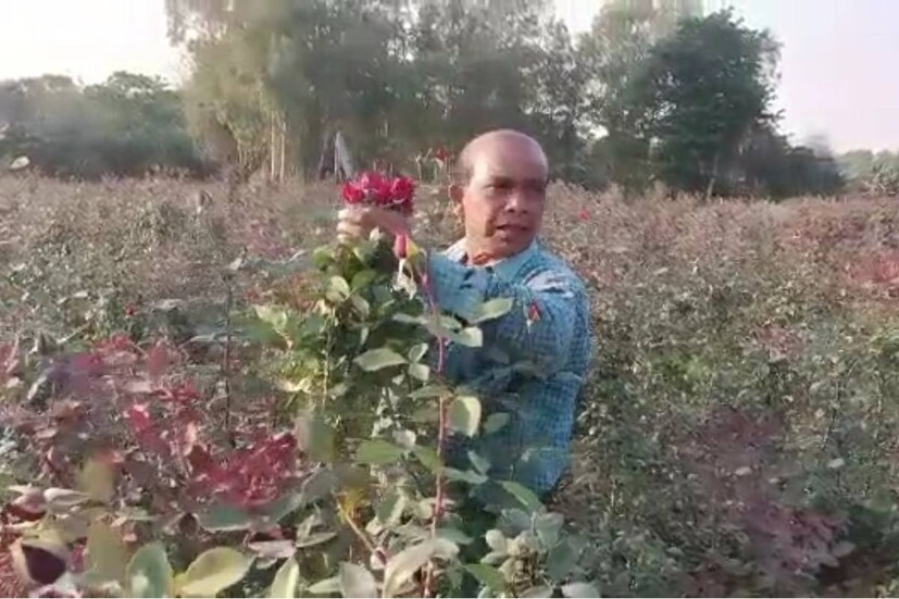 শীতকালীন ফুল চাষের মধ্যে ফুলের রানি গোলাপ যেন ভালবাসার কথাই মনে করায়। ভালবাসার পাত্র পাত্রীরা একে অপরের হাতে গোলাপ তুলে দিয়ে আনন্দ বিনিময়ে মেতে ওঠেন।