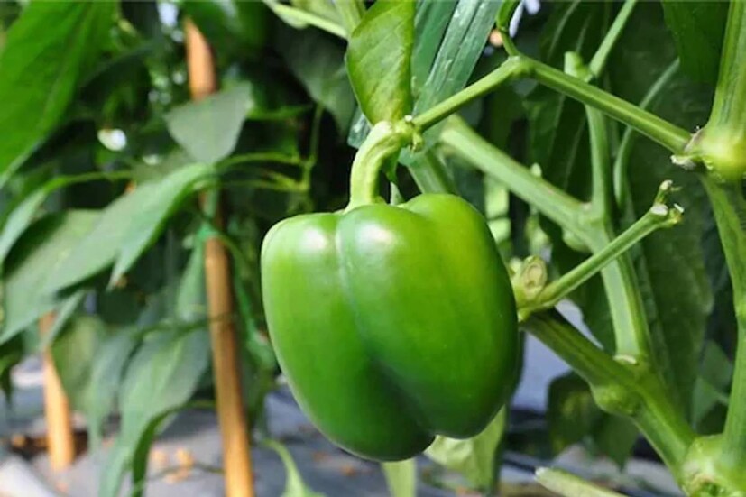 বিটা ক্যারোটিন প্রচুর পরিমাণে থাকায় দৃষ্টিশক্তি ভাল রাখে ক্যাপসিকাম৷ ছানি পড়া-সহ নানা সমস্যা প্রতিরোধ করে এই সব্জি৷ 