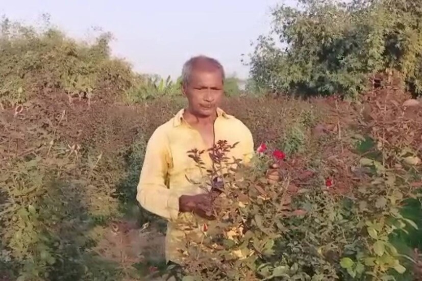 পূর্ব মেদিনীপুরের কোলাঘাট ও পাঁশকুড়ার নস্করদিঘী, মাইশোরা, পারলঙ্কা-সহ বিভিন্ন এলাকায় বিঘার পর বিঘা নানা প্রজাতির গোলাপ চাষ হয়। মিনিপল প্রজাতির গোলাপ বেশি প্রচলিত। 