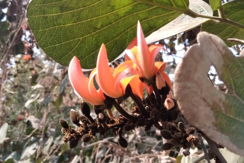 আবার সন্ধ্যার দিকে ঠান্ডার আবহাওয়া রয়েছে। তা উপেক্ষা করলেও চলবে না। পাশাপাশি এই সময় পক্স, হামের মতো বেশ কিছু রোগের প্রকোপ দেখা যায়। সেই সব থেকেও নিজেদেরকে রক্ষা করতে হবে। (তথ্য: নয়ন ঘোষ)