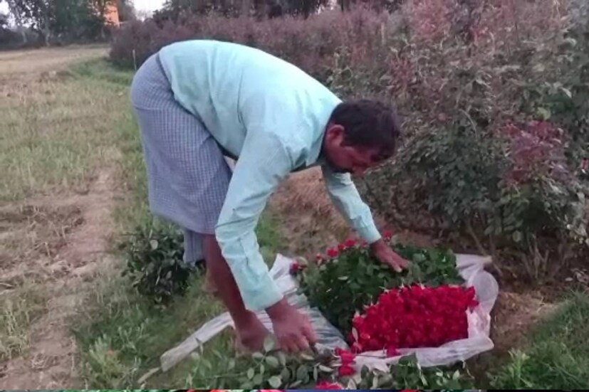 সেই সময় চাষিদের মুখে খুশির হাসি দেখা যায়। কারণ অন্যান্য দিনে বিক্রি করে যে দাম পান তাঁরা, তার থেকে এই সময়ে বেশি দামে বিক্রি করে লাভের মুখ দেখতে পান চাষিরা। সারা বছর গোলাপ ২ থেকে ৩ টাকা প্রতি পিস বিক্রি করলেও ভ্যালেন্টাইন্স ডে'র সময় ৭ থেকে ৮ টাকা পর্যন্ত প্রতি পিস গোলাপ বিক্রি করে লাভের মুখ দেখতে পান চাষিরা।