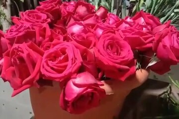 রাত পোহালেই ভ্যালেন্টাইনস ডে, বাগানের গোলাপ ডালায় সাজিয়ে লাভের আশায় ফুলচাষিরা