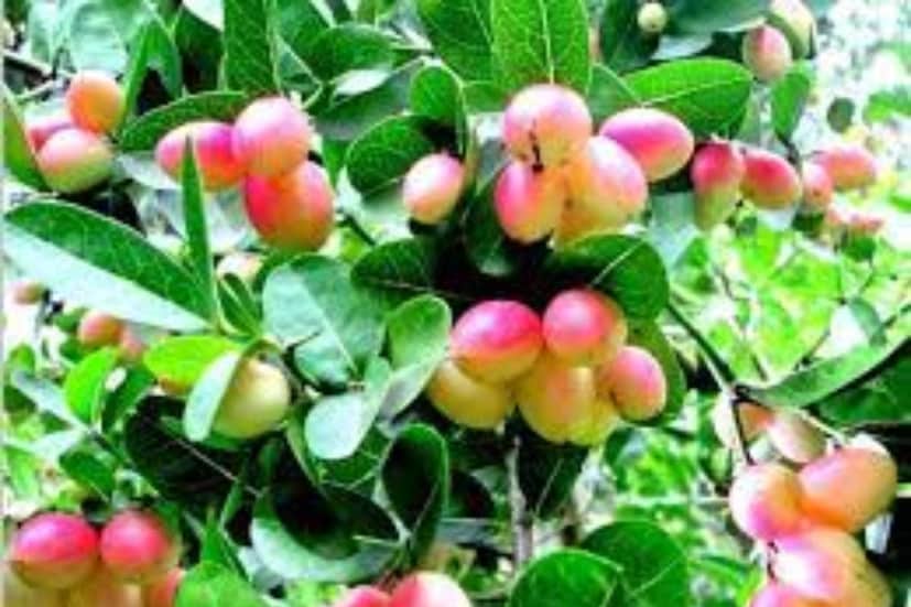 এছাড়াও করমচায় আছে আয়রন, কার্বোহাইড্রেট এবং কিছু ফাইটোনিউট্রিয়েন্টস৷ সব মিলিয়ে, আকারে ছোট্ট এই ফলের খাদ্যগুণ অবহেলার তো নয়ই, বরং বেশ গুরুত্বপূর্ণ৷